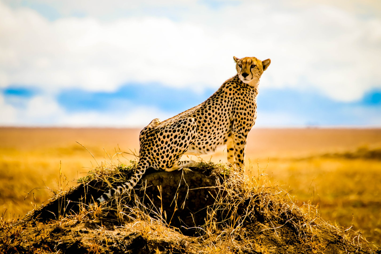 Gepard im Serengeti-Nationalpark, Reise nach Tansania