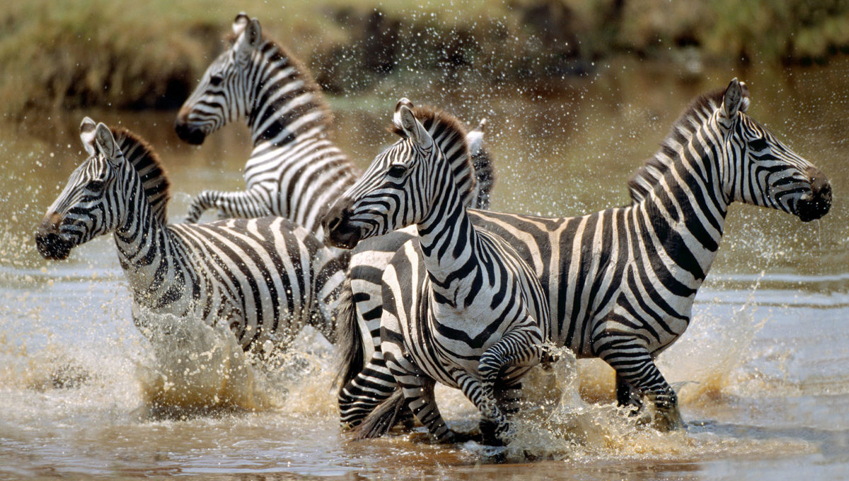Zebras, Reise nach Tansania