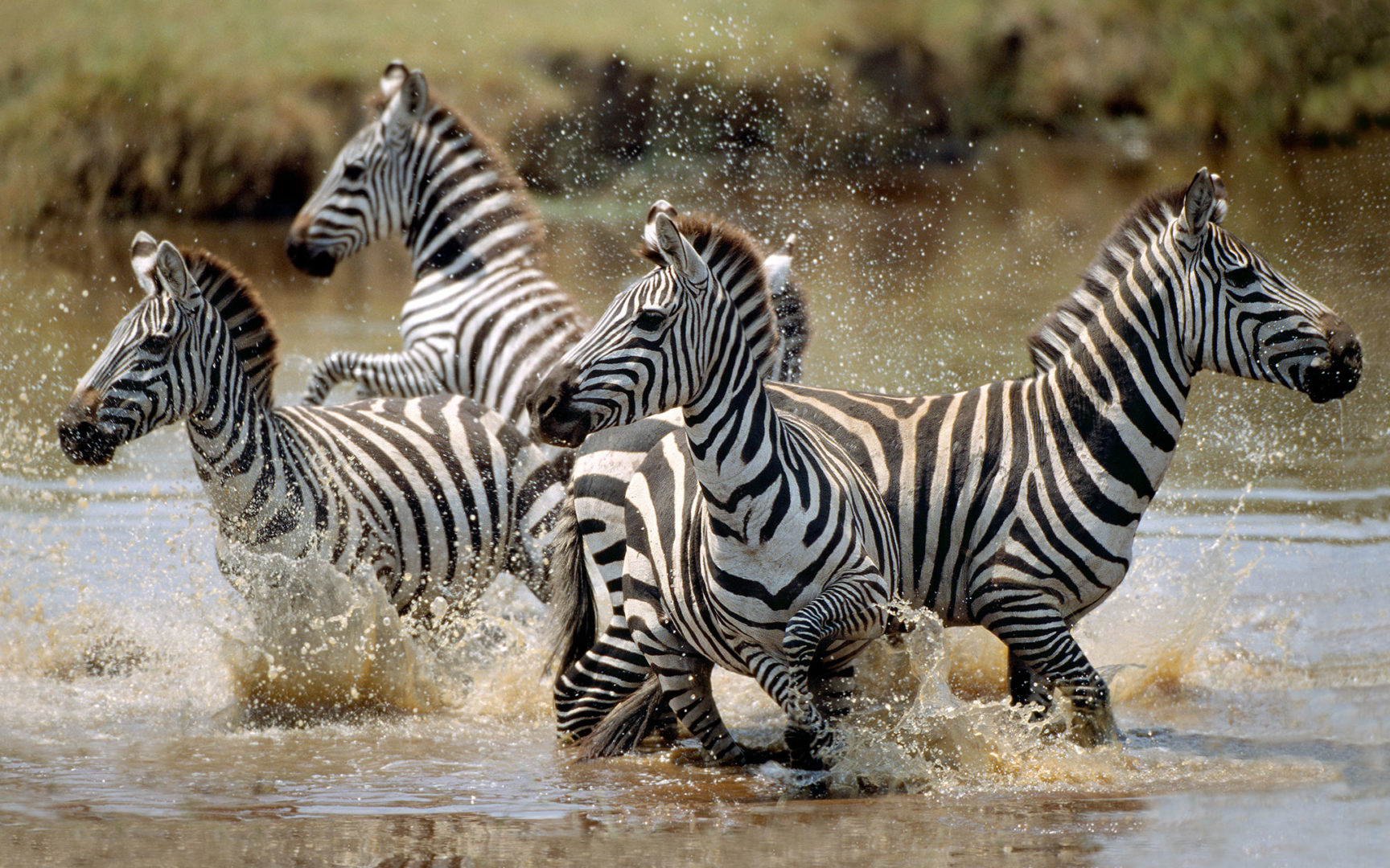Zebras, Reise nach Tansania
