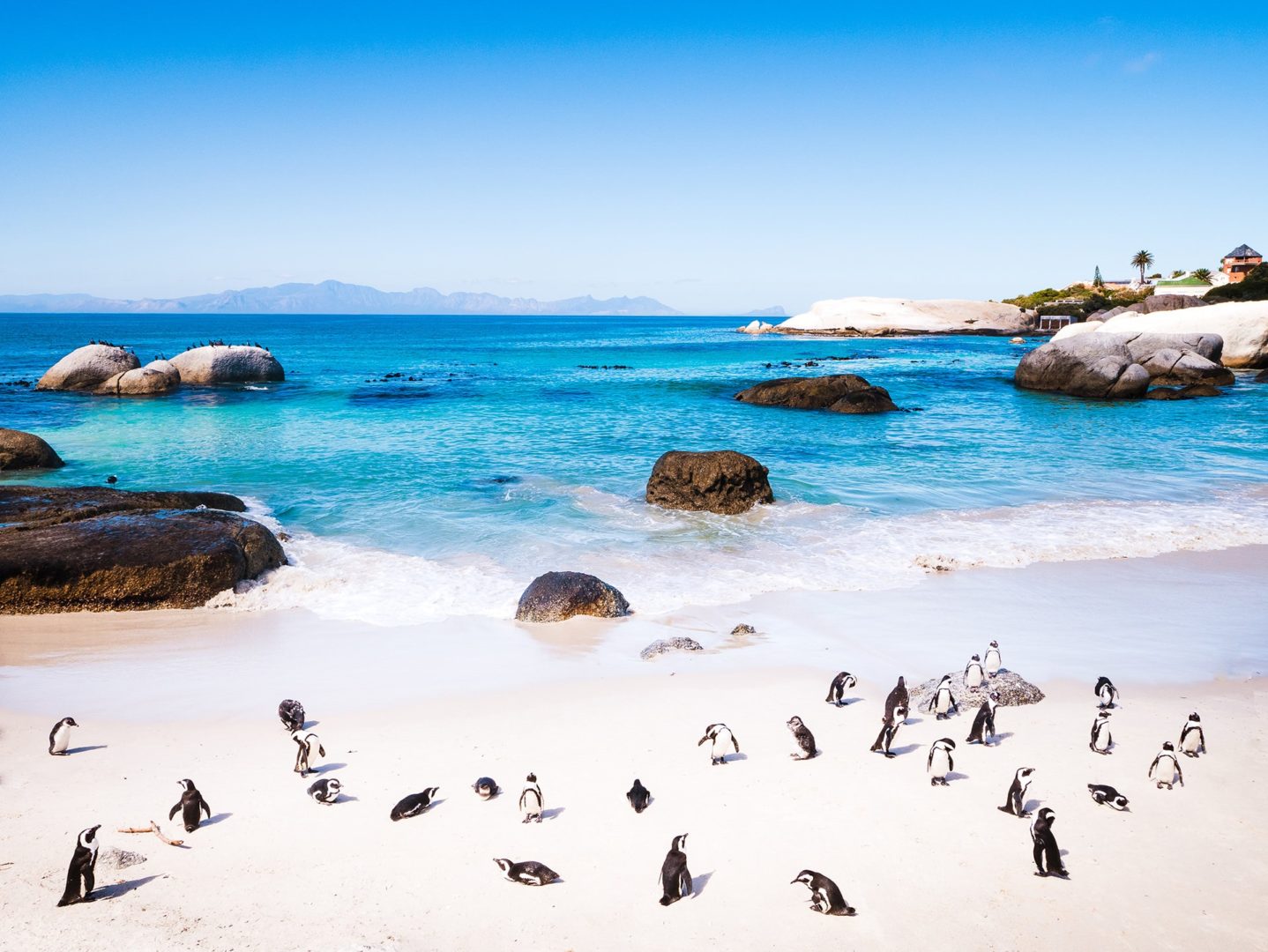 Boulders Beach die Pinguine von Kapstadt