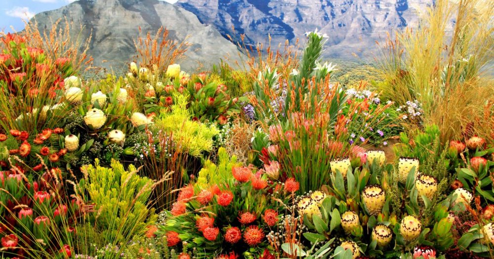 Botanische Gärten Kirstenbosch, Südafrika