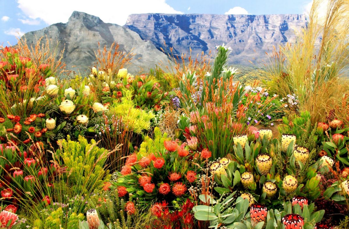 Botanische Gärten Kirstenbosch, Südafrika