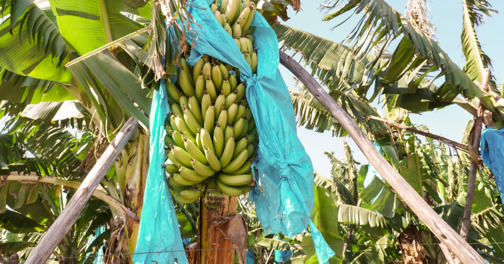 Bananenplantage Südafrika