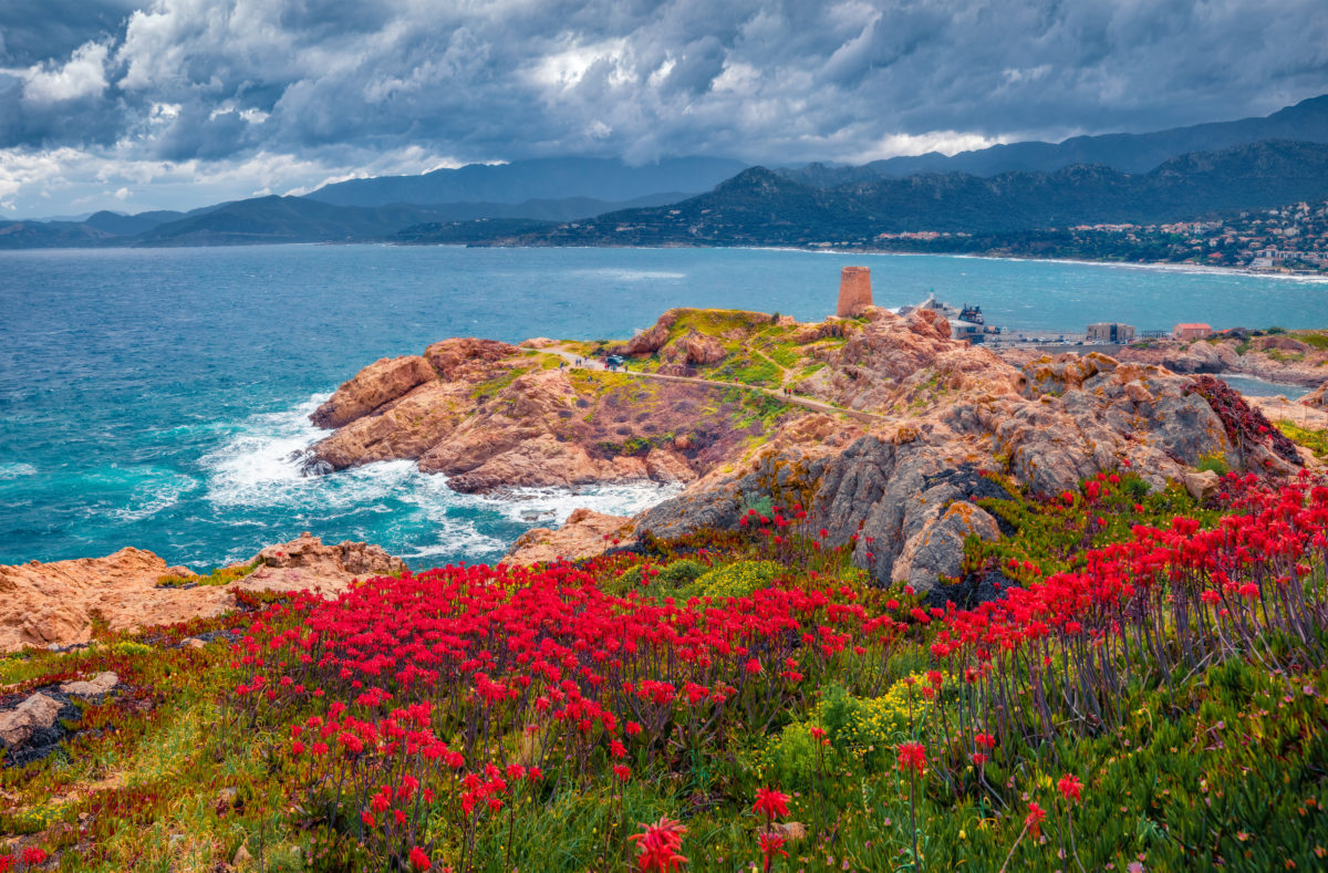 Rote Blumen am Cap de la Pietra mit dem Turm von l'ile-Rousse, Korsika