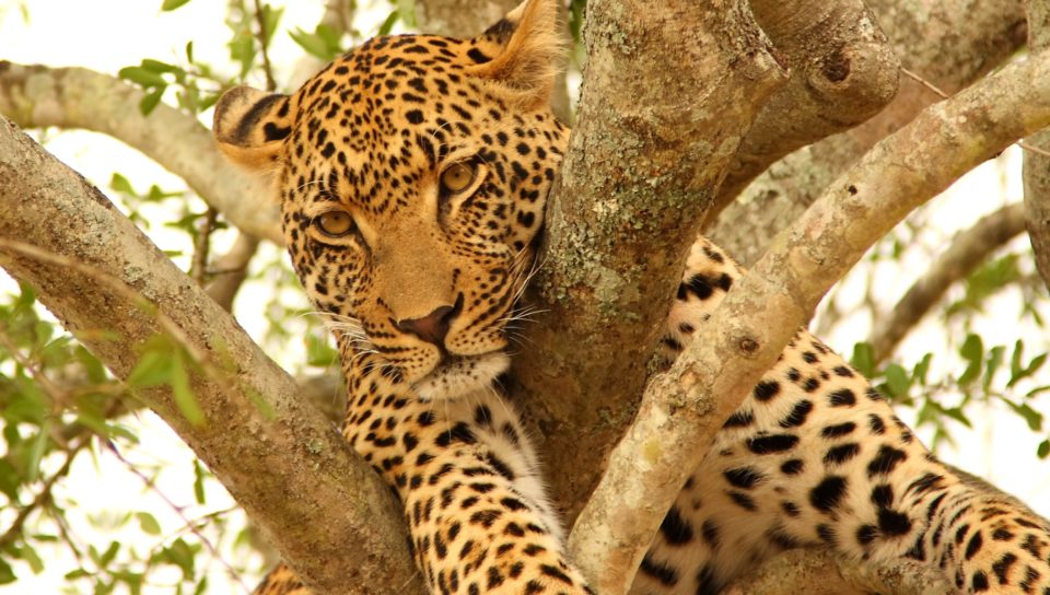 Leopard in den Bäumen, Reise nach Südafrika