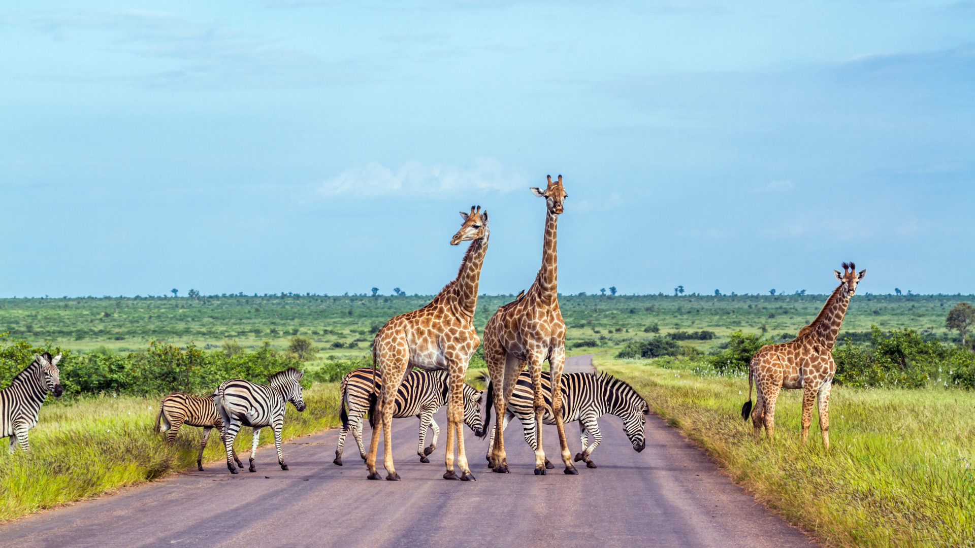 Kruger National Park, Zebras und Giraffen