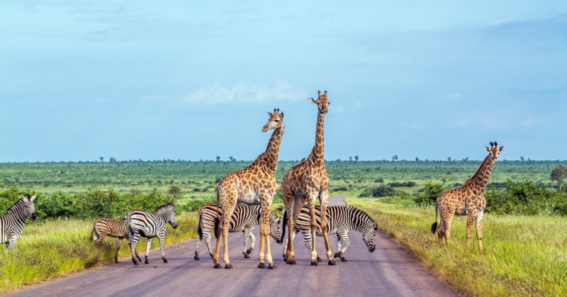 Kruger National Park, Zebras und Giraffen