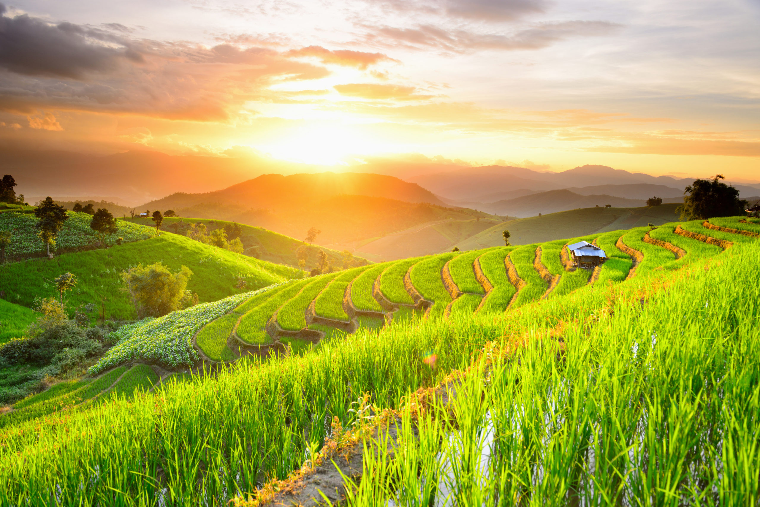 Coucher de soleil sur les rizières de Ban Papongpieng Chiangmai Thaïlande