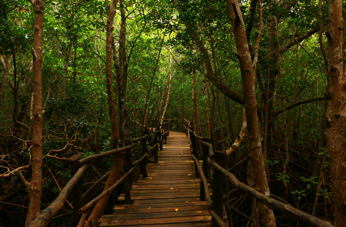 Holzbrücke im Jozani-Wald in Sansibar, Ostafrika