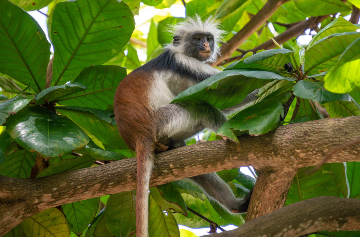 Colobus-Affe, Regenwald von Sansibar, Ostafrika