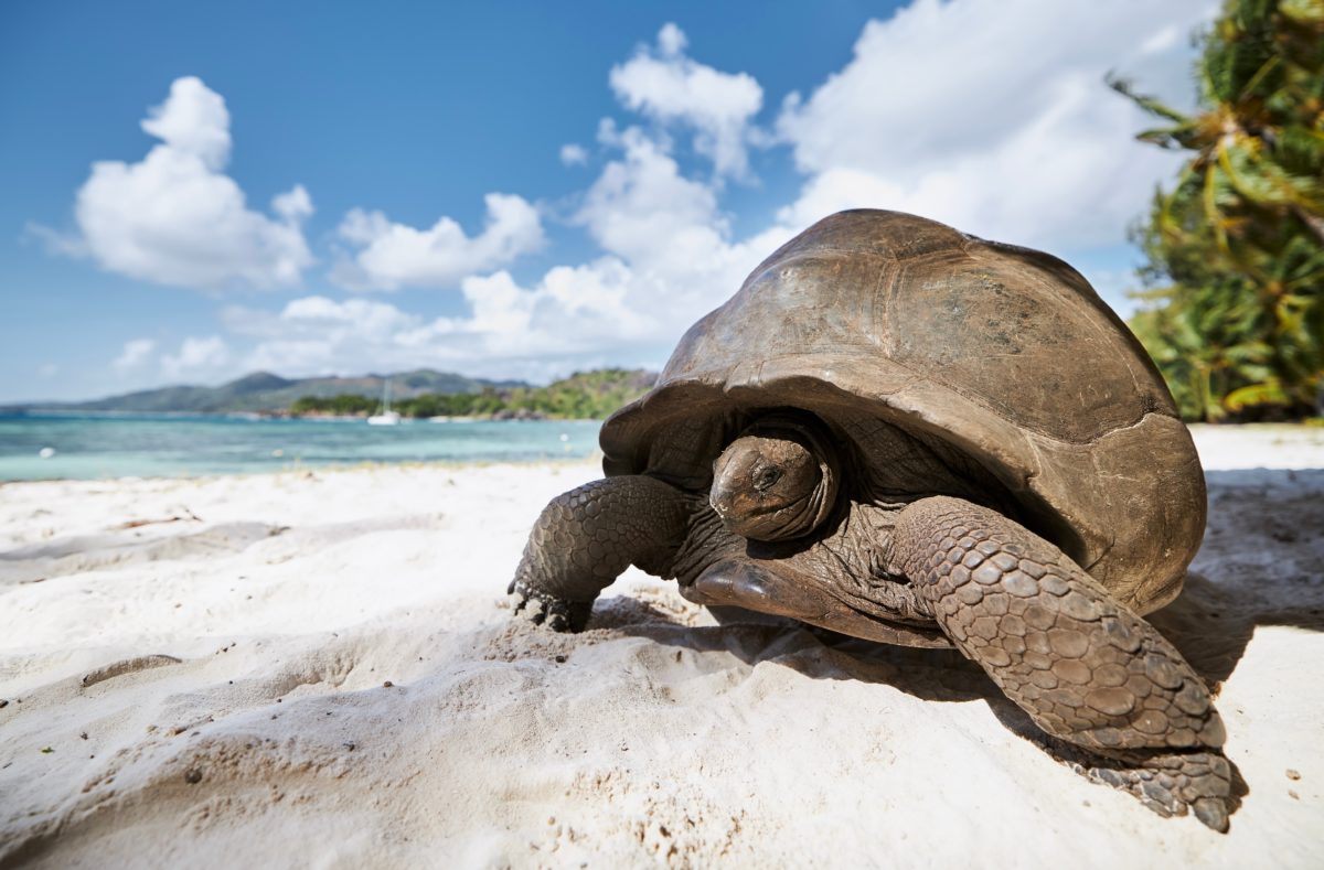 Aldabra-Riesenschildkröte auf den Seychellen