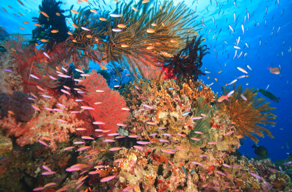 Korallenriff mit tropischen Fischen in Viti Levu, Fidschi, Südpazifik