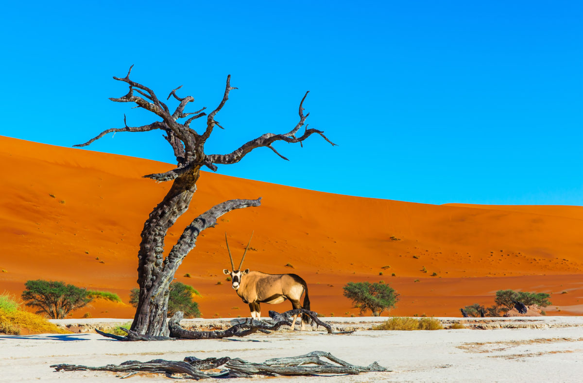 Namib-Wüste, Reise nach Namibia
