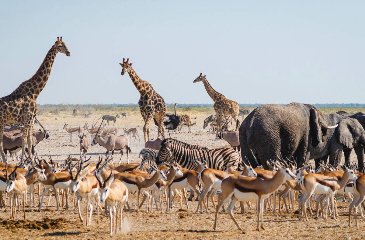 Wildtiere im Etosha-Nationalpark, Reise in den Norden Namibias