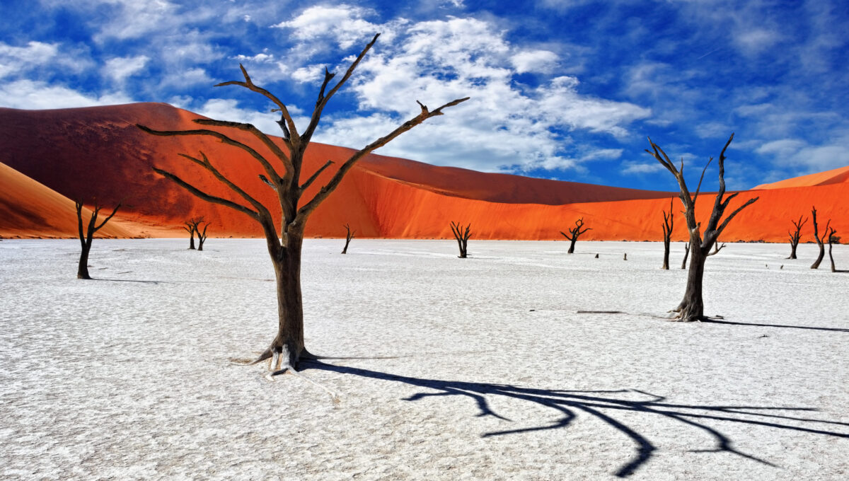 Camelthorn tot in Deadvlei, Sossusvlei. Namib-Naukluft-Nationalpark, Gruppenreise nach Namibia.