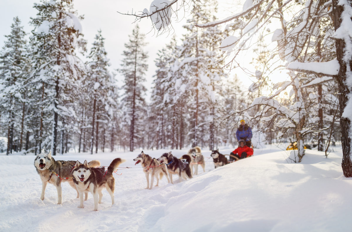 Schlittenhundereise in Finnisch-Lappland