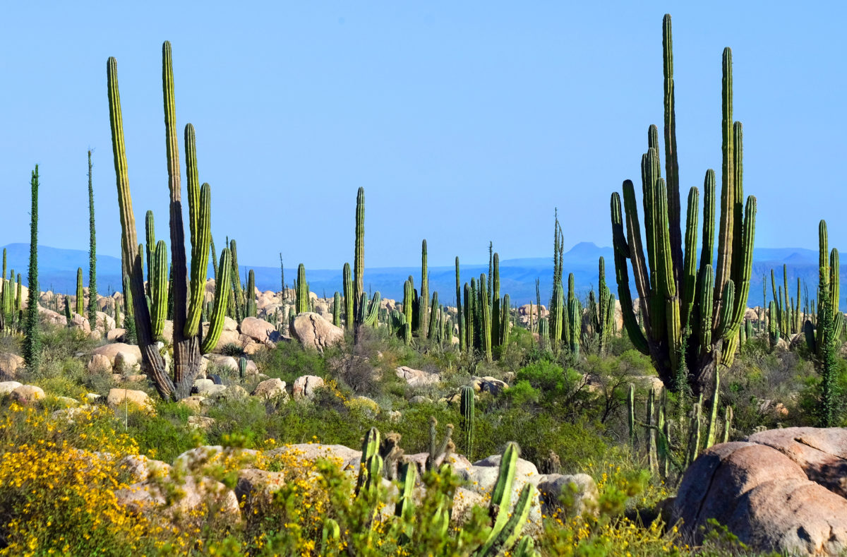 Tal der Kakteen in Baja California, Mexiko