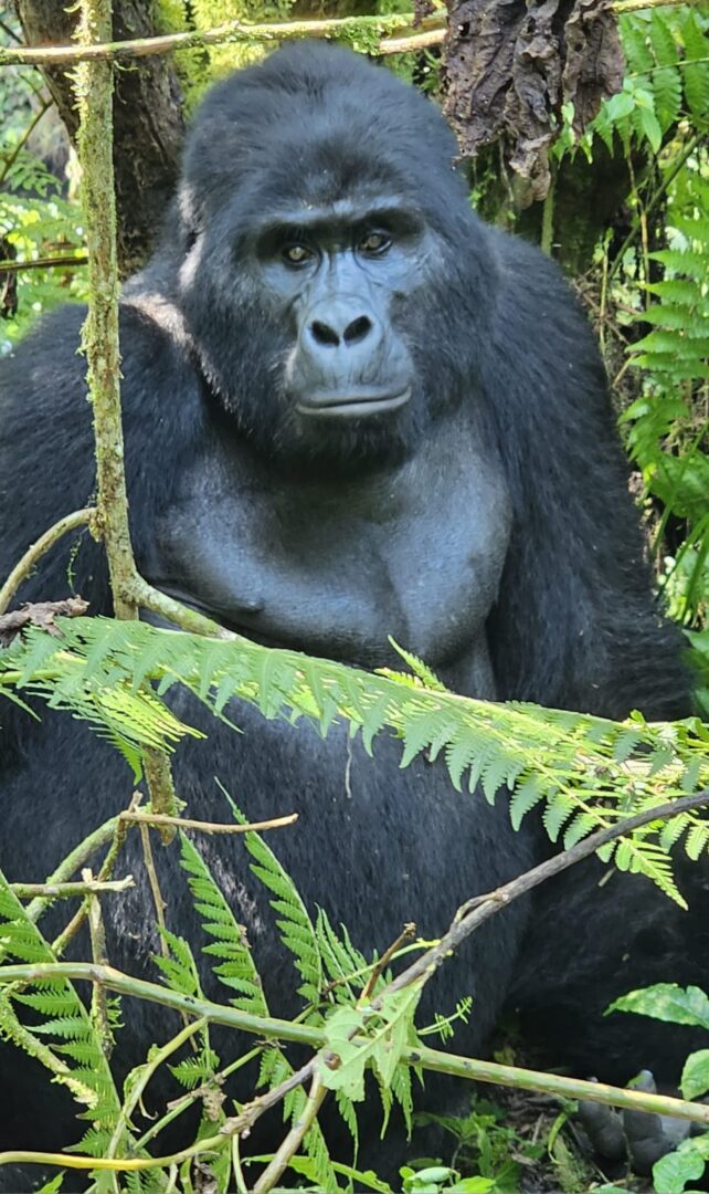 Uganda – Die Perle Afrikas