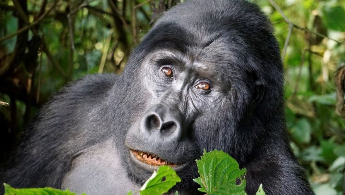 Gorillas aus Uganda