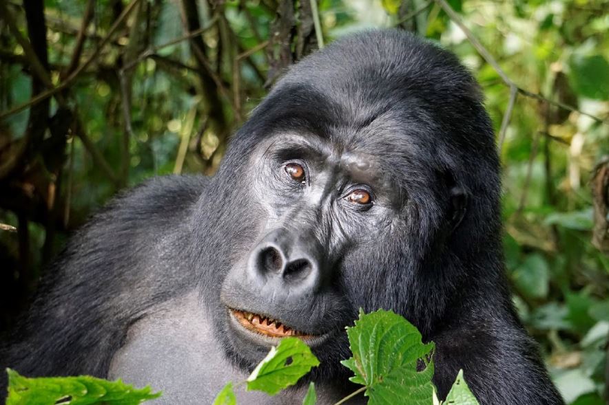 Ouganda – Die Perle Afrikas