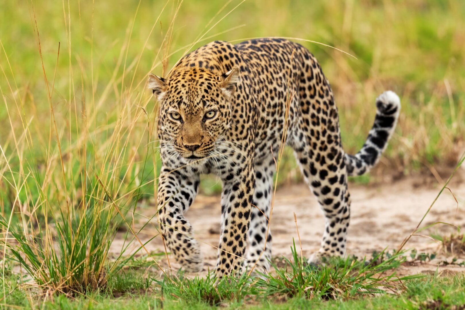 Leopard im Queen Elizabeth Nationalpark, Uganda