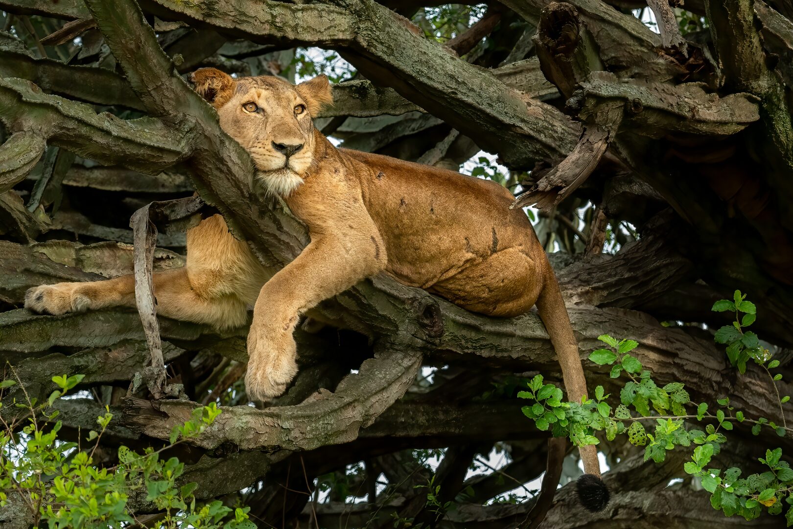 Löwe in den Bäumen im Queen Elizabeth Nationalpark, Uganda