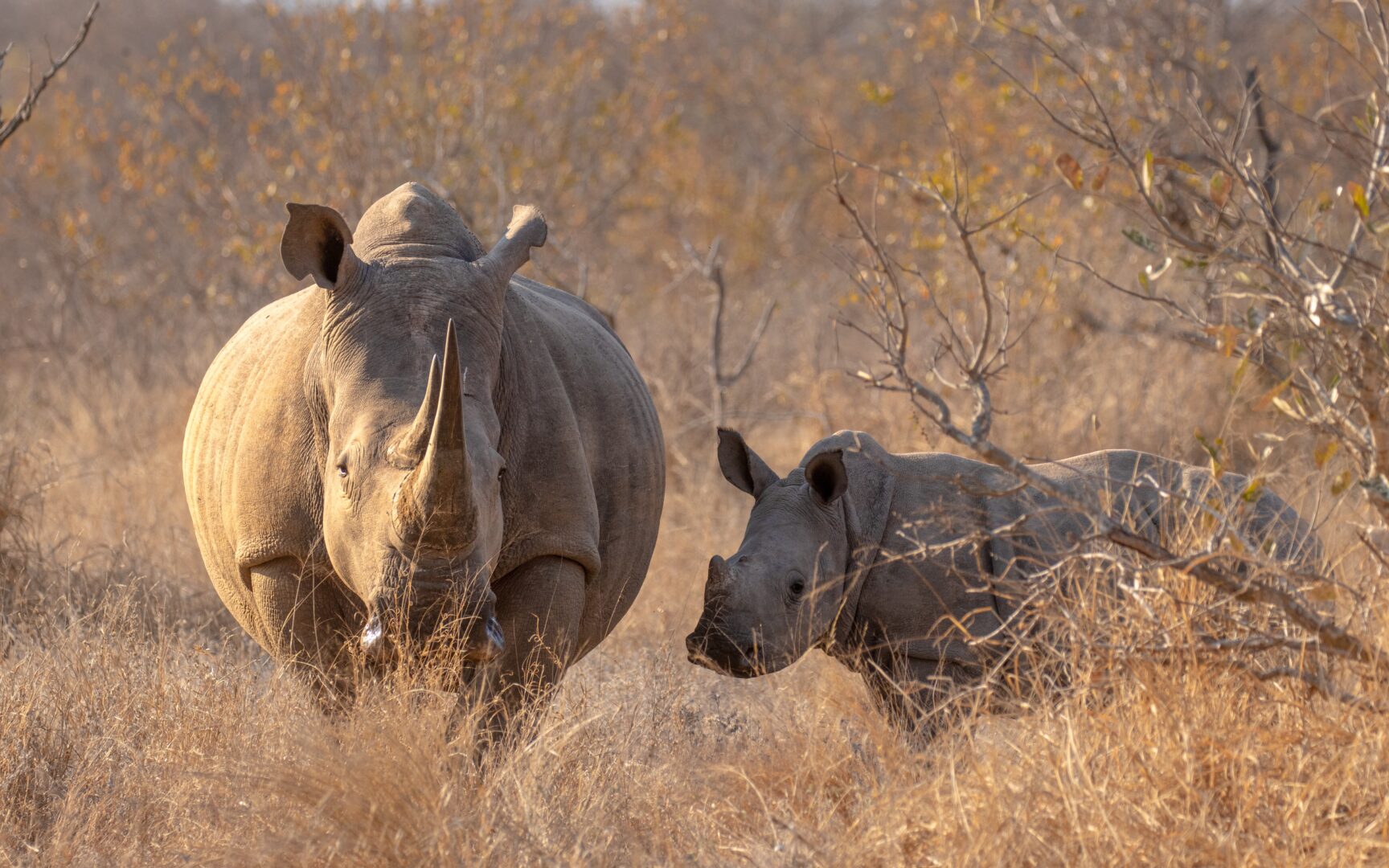 Breitmaulnashorn mit seinem Baby in Uganda