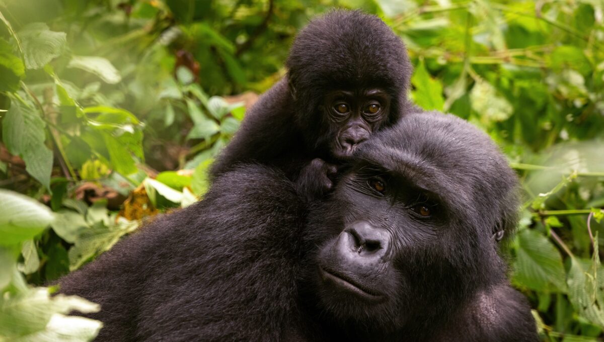 Uganda – Die Perle Afrikas