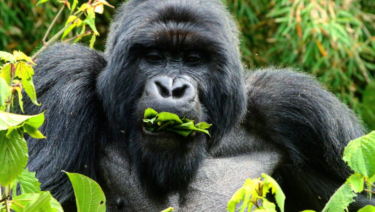 Berggorilla beim Essen in Uganda