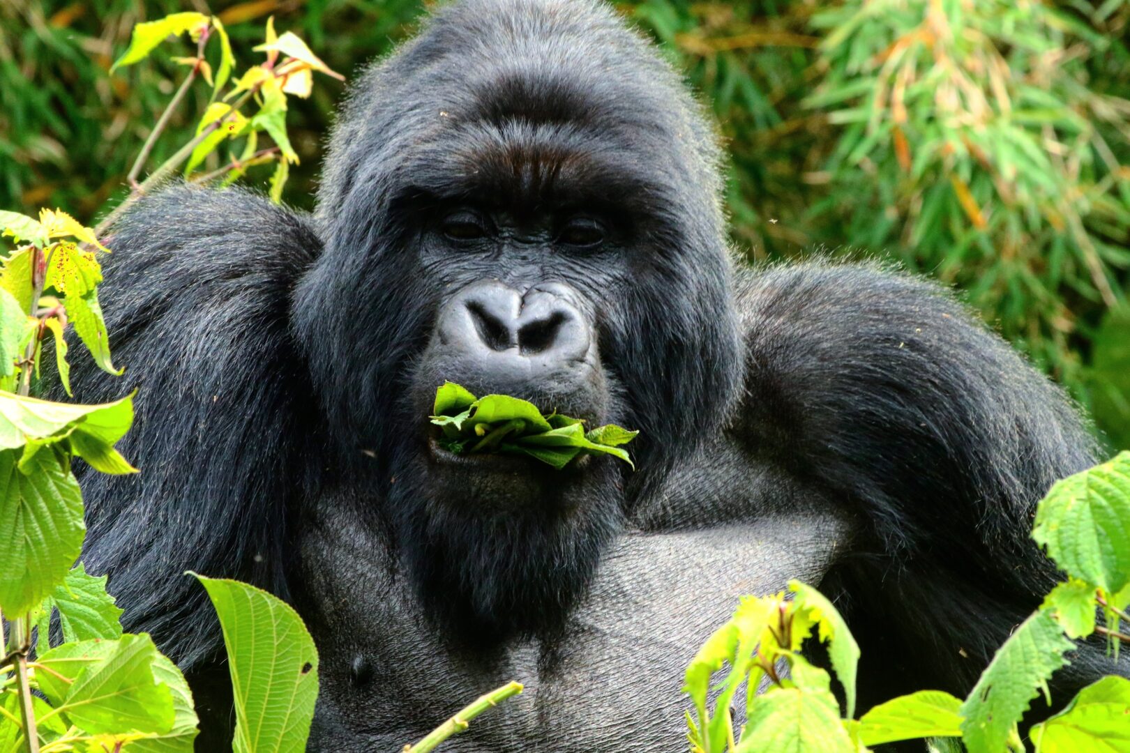 Berggorilla beim Essen in Uganda