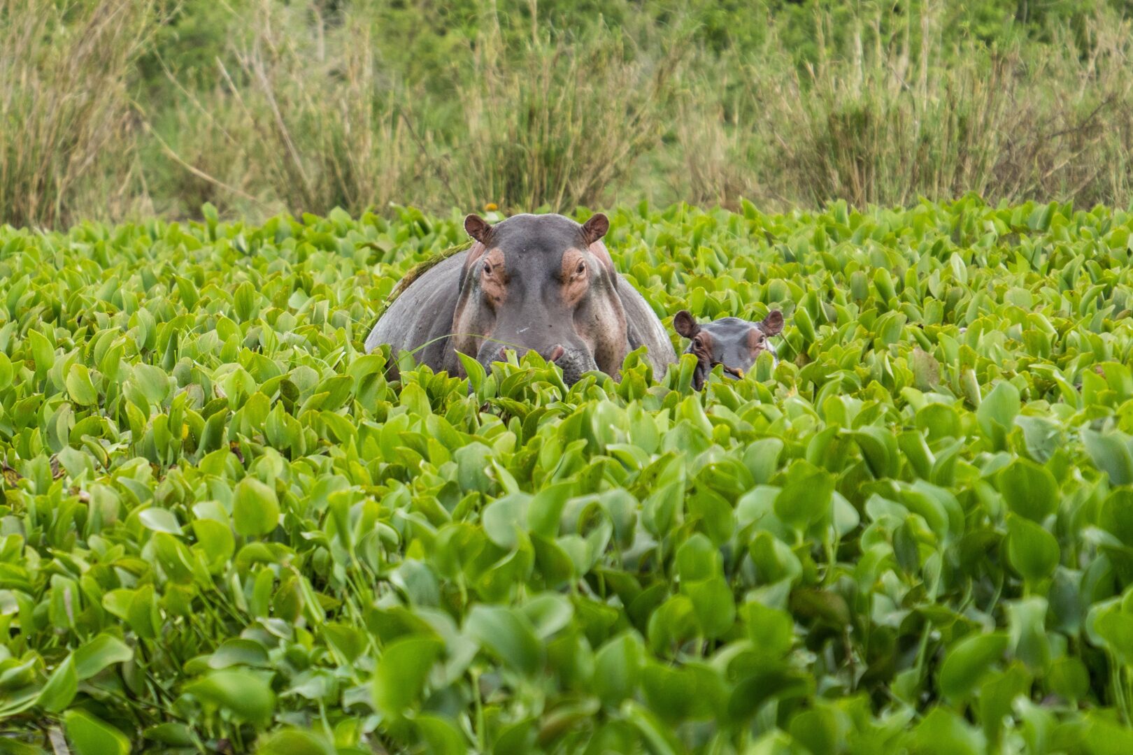 Ein Flusspferd mit seinem Jungen im Murchison Falls Nationalpark, Uganda