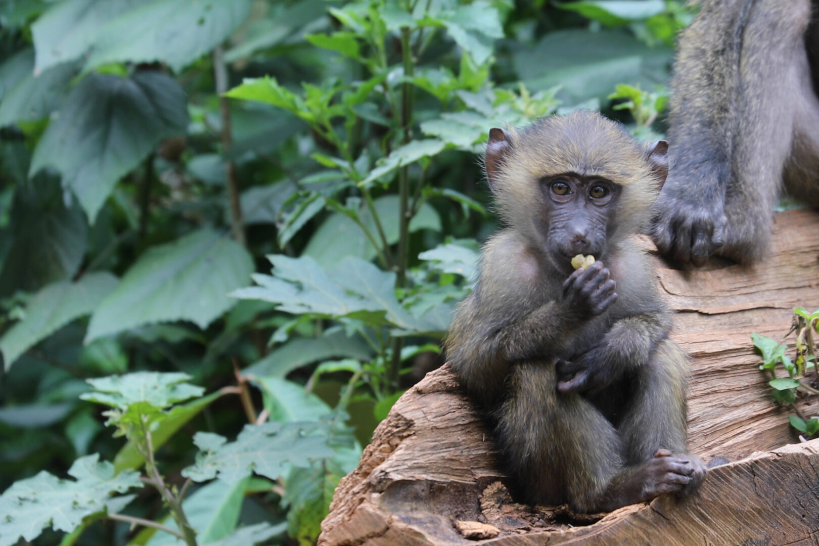 Junger Pavian beim Essen im Kibale-Nationalpark in Uganda.