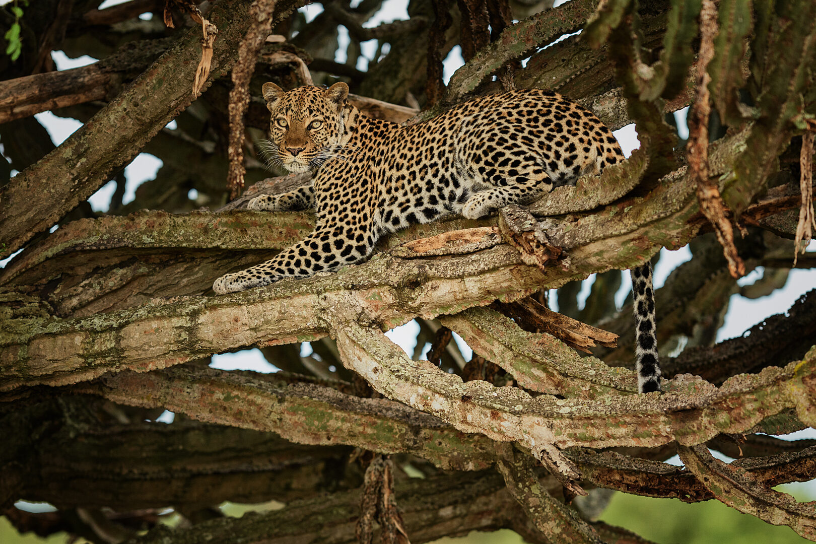 Leopard bei Nacht im Queen Elizabeth Nationalpark in Uganda