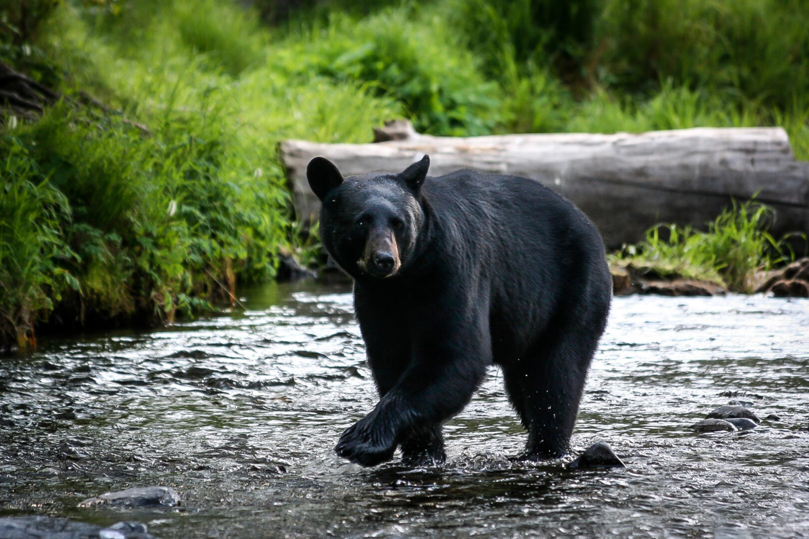 Braunbär in den Flüssen Alaskas