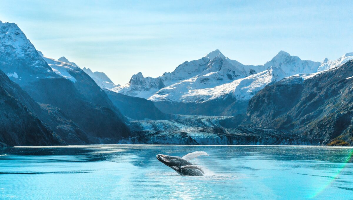 Kreuzfahrt in Alaska in Glacier Bay mit einem Orca