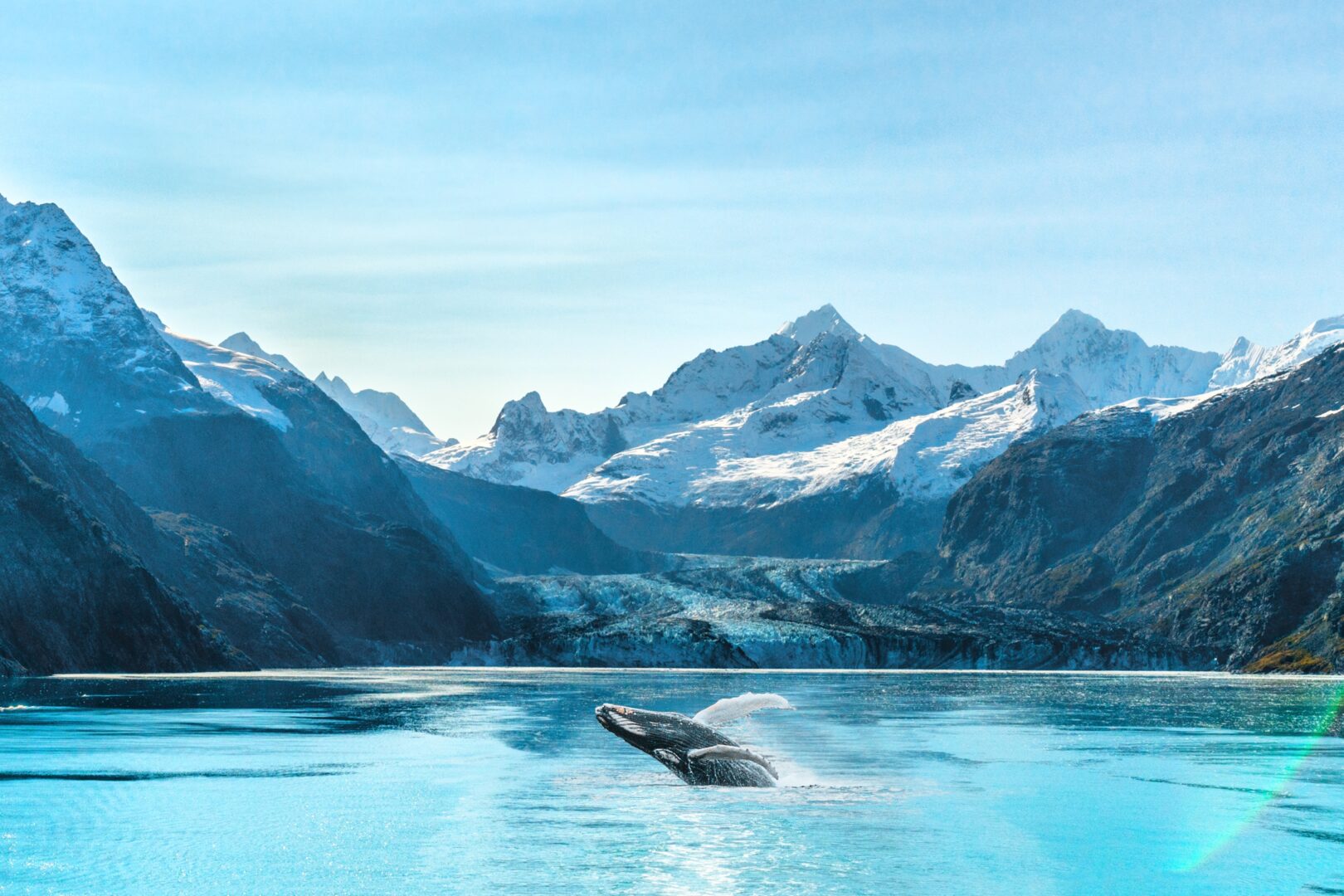 Kreuzfahrt in Alaska in Glacier Bay mit einem Orca