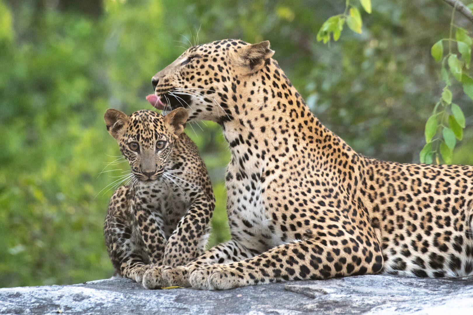 Leopardenmutter und ihr Junges im Yala-Nationalpark in Sri Lanka