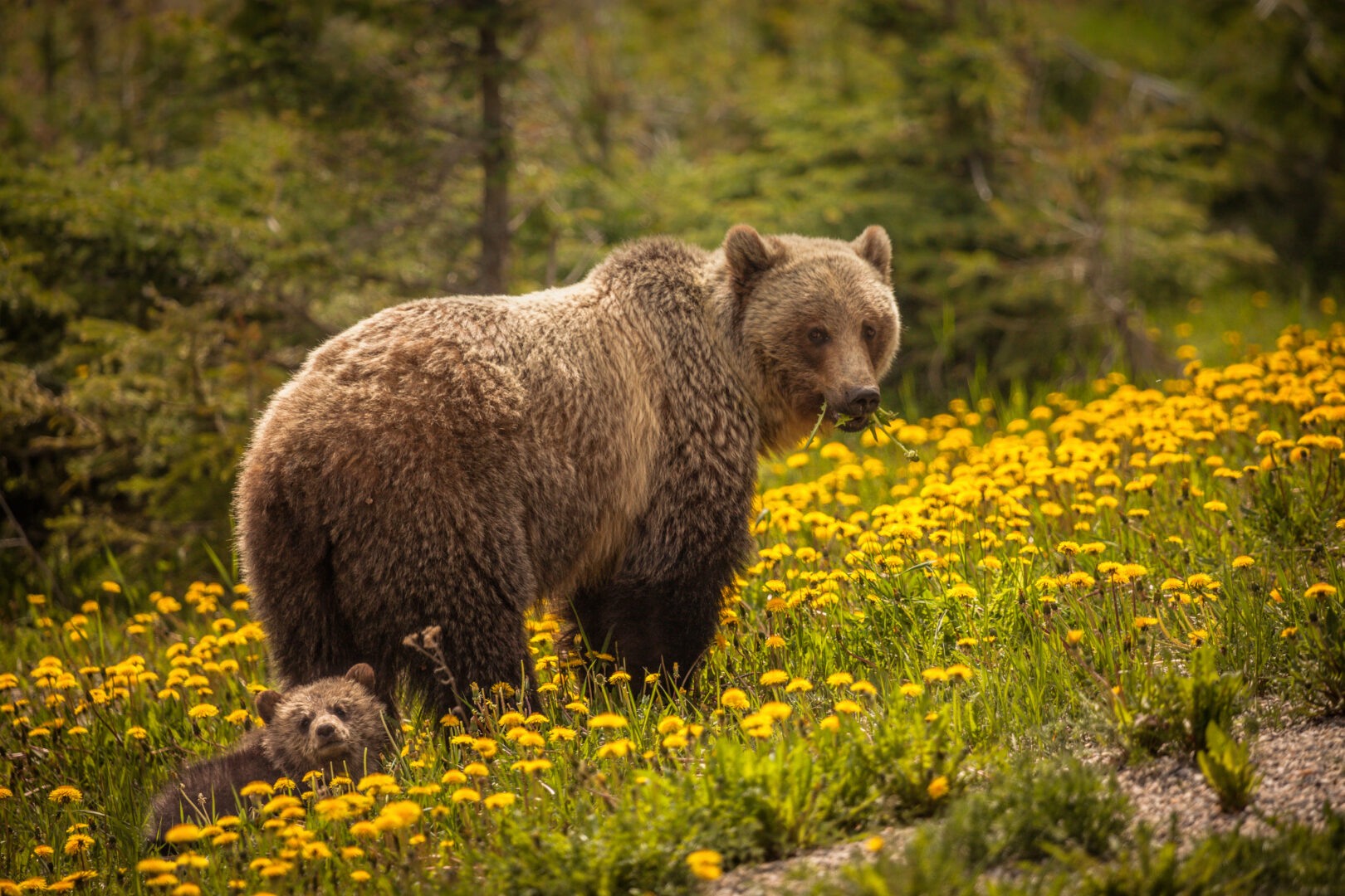 Bären im Jasper-Nationalpark, Westkanada