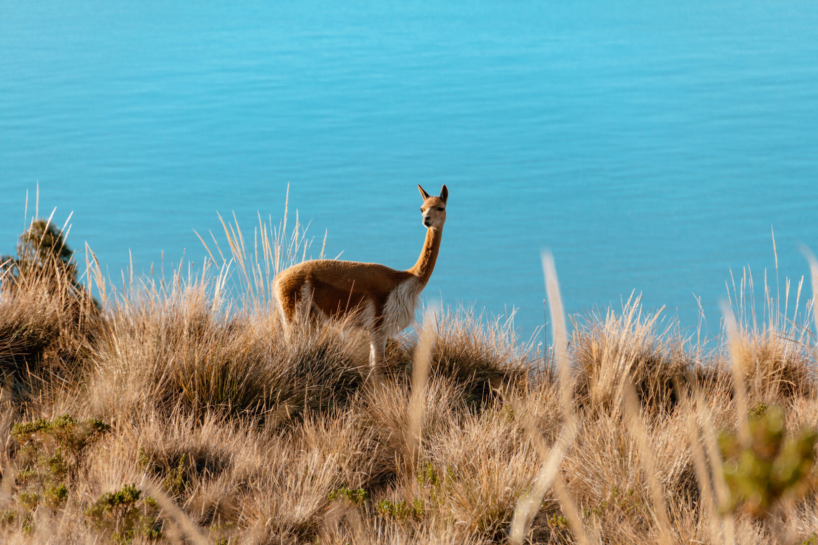 Vikunja auf der Insel im Titicacasee in Peru