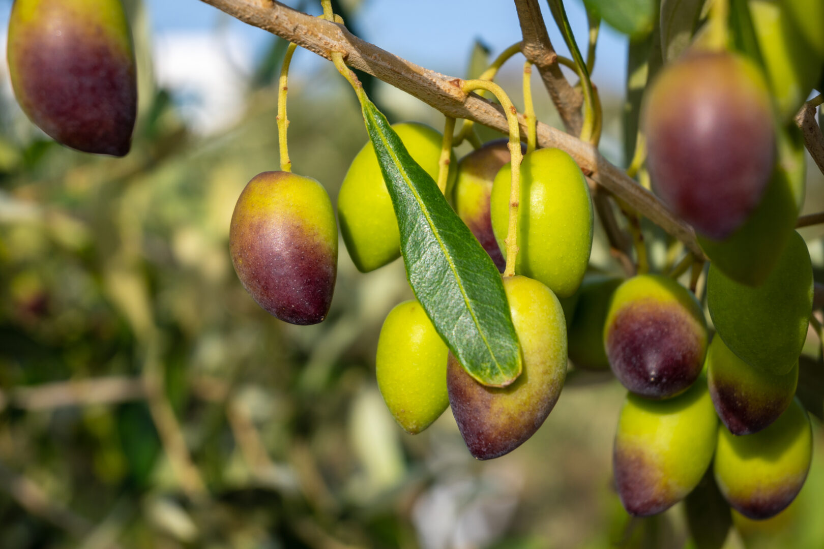 Kalamata-Oliven aus Griechenland