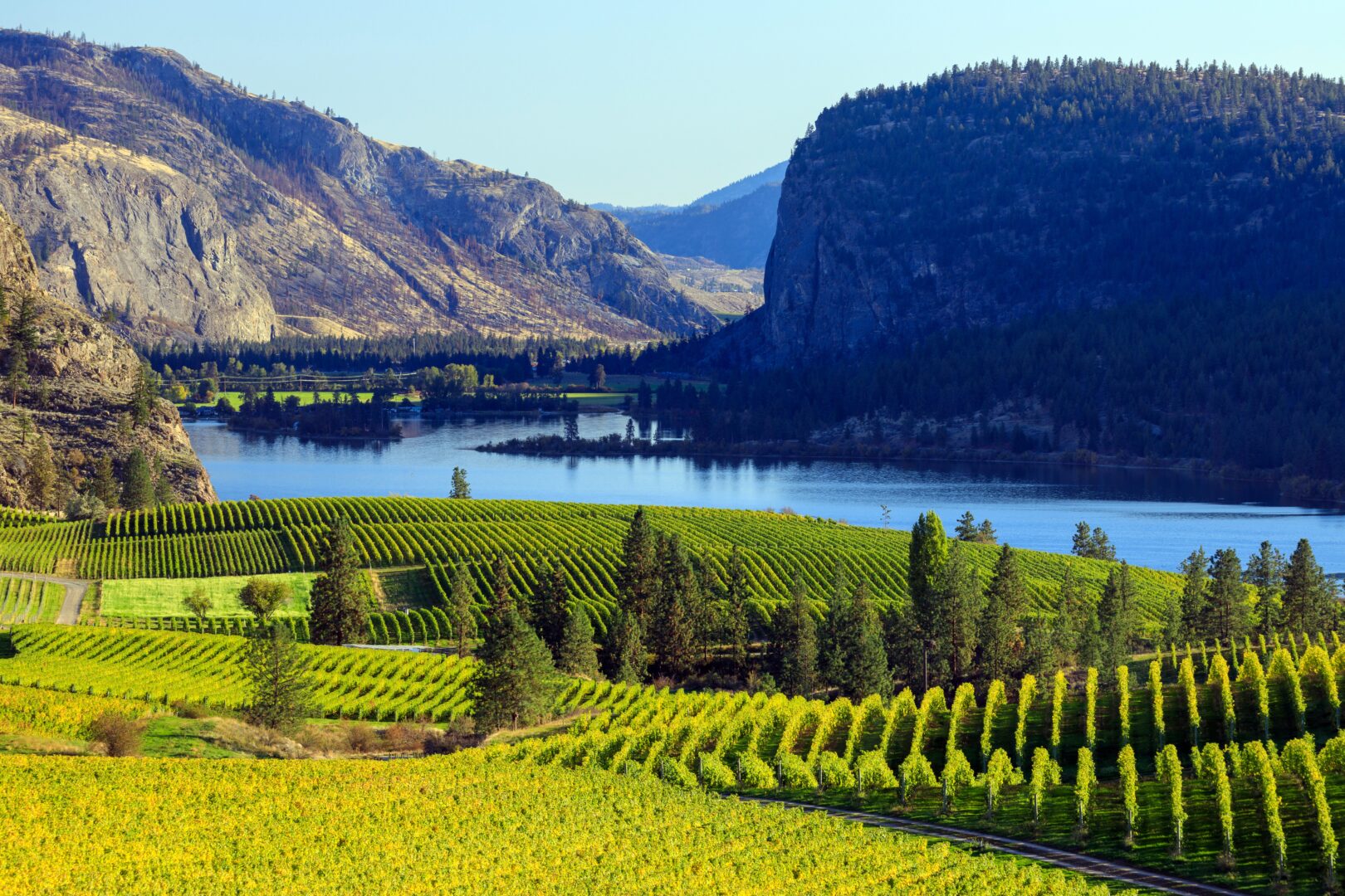Weinberge im Iokanagan-Tal, Westkanada