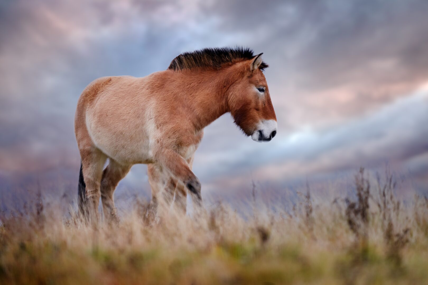 Das Przewalski-Pferd im Khustai-Nationalpark in der Mongolei