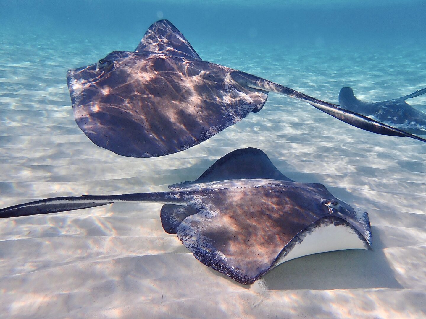Silvester-Kreuzfahrt in die Karibik