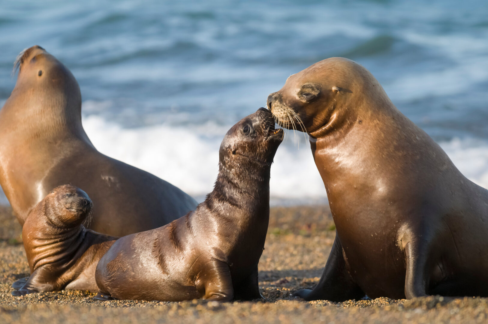 Mutter- und Babyseellion, Patagonien