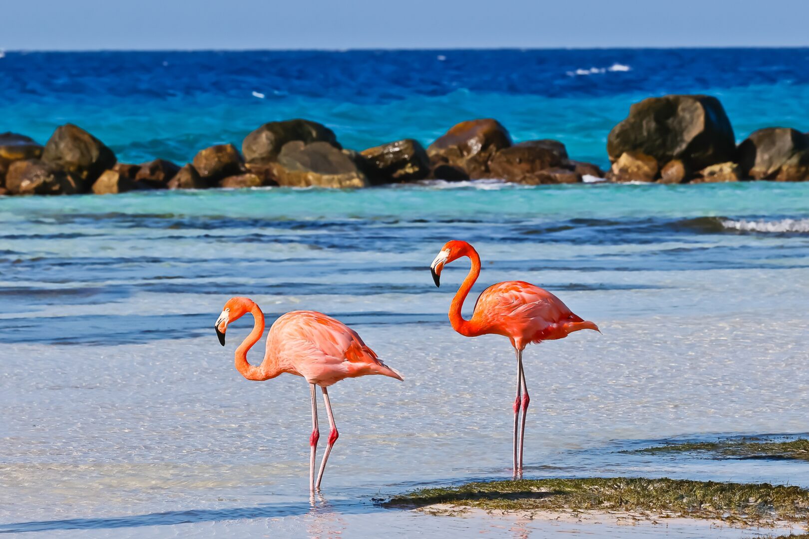 Amerikanische Flamingos auf Flamingo Strand Aruba