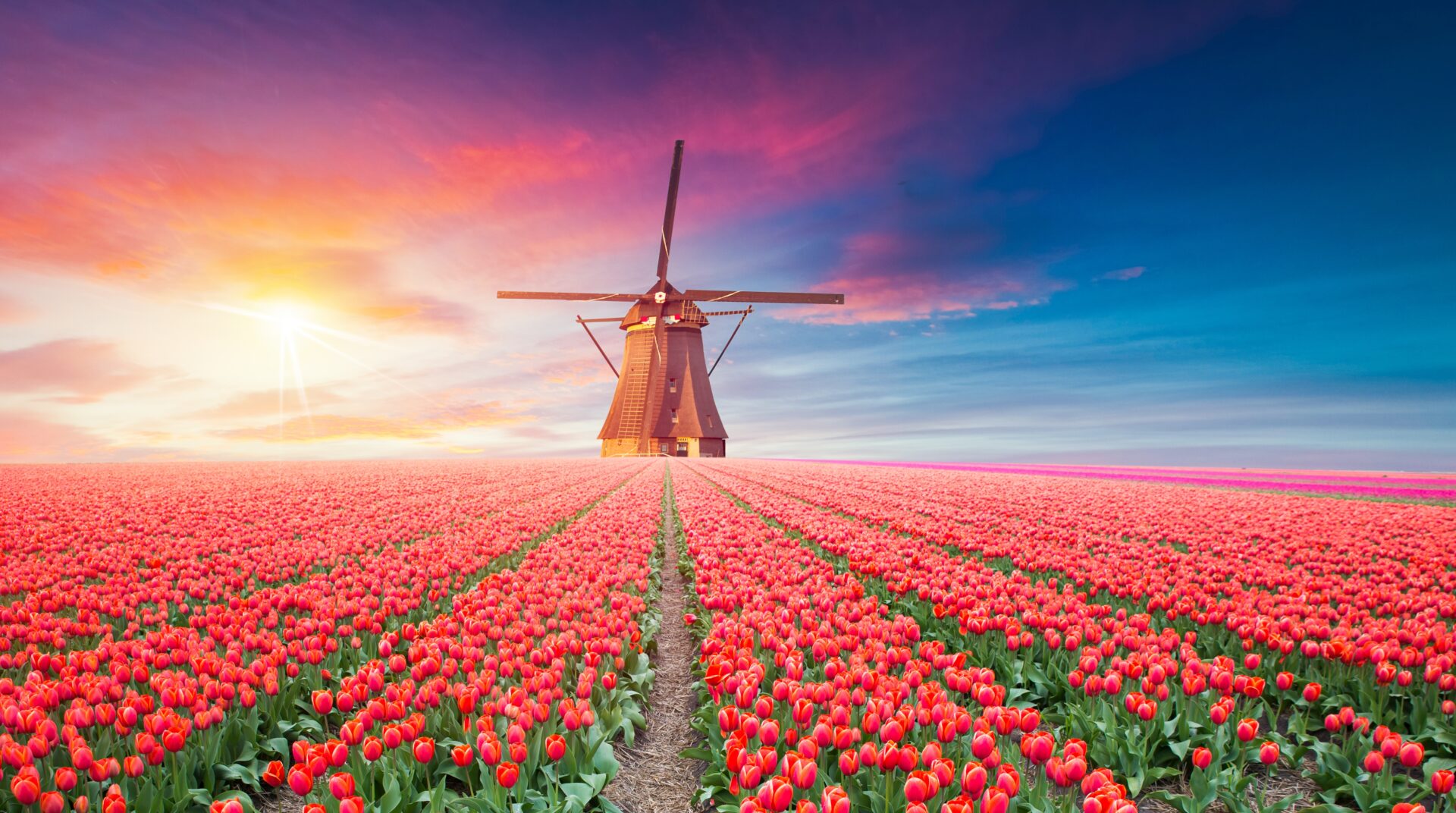Landschaft mit Tulpen und traditionellen holländischen Windmühlen, Niederlande