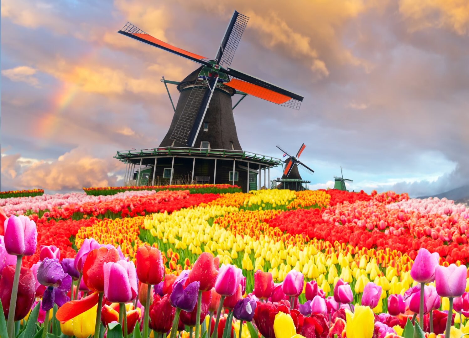 Traditionelle niederländische Windmühle auf einem Tulpenfeld an einem sonnigen Tag, Niederlande